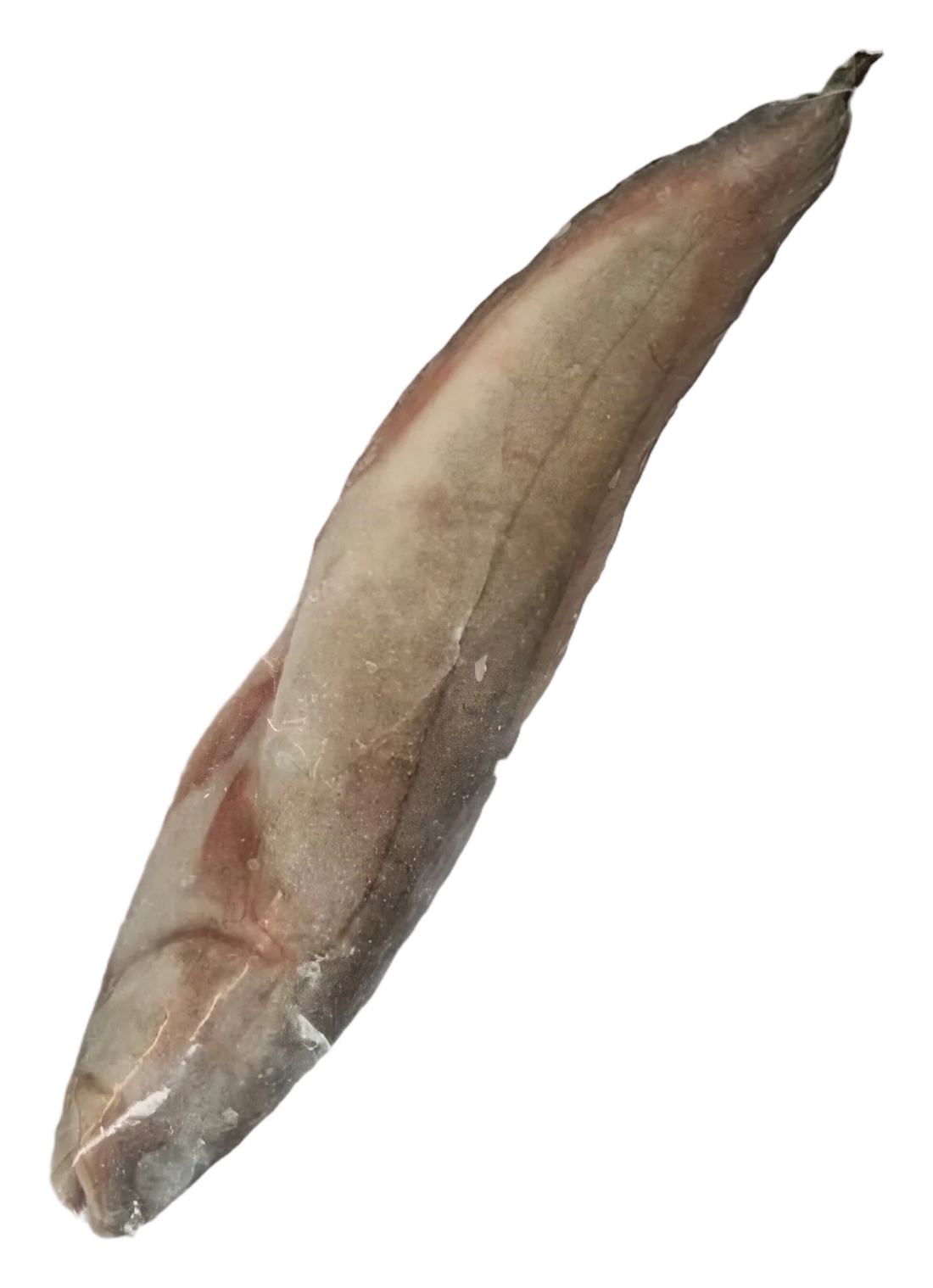 Brotule fish 800+ (1x14kg) SN