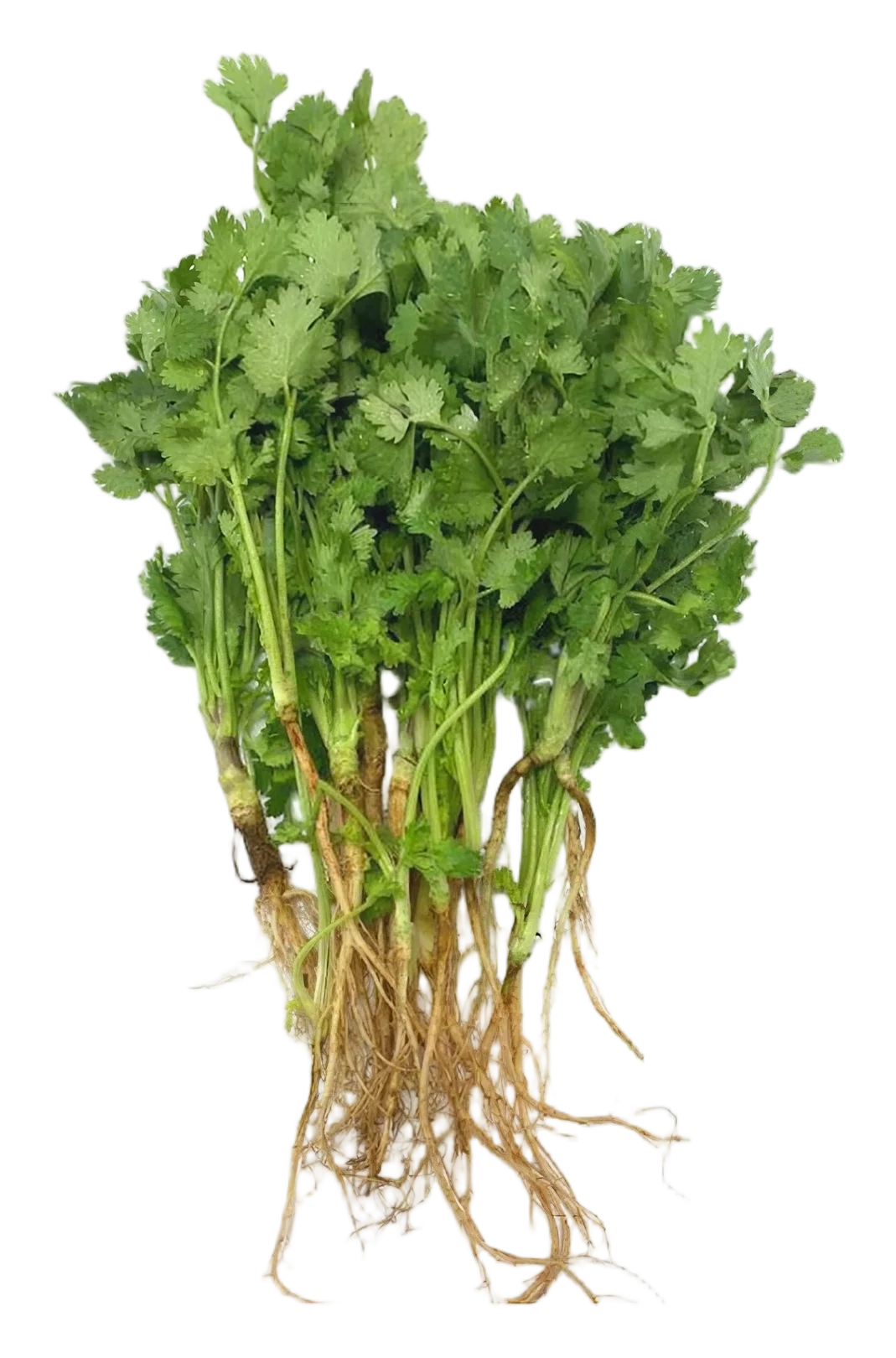 Corinader 80g