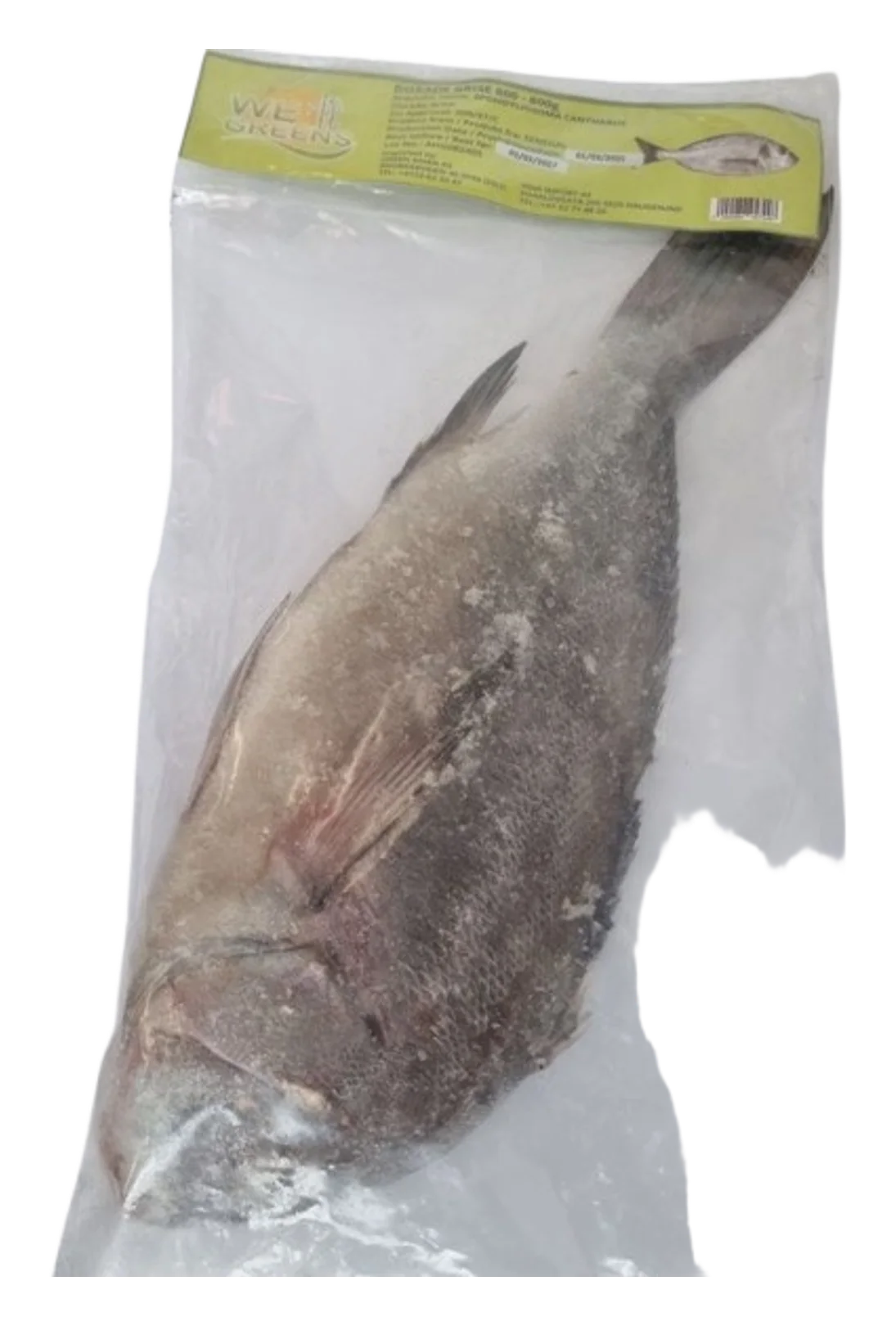 Dorade Grise 600+ (1×14)kg. SN