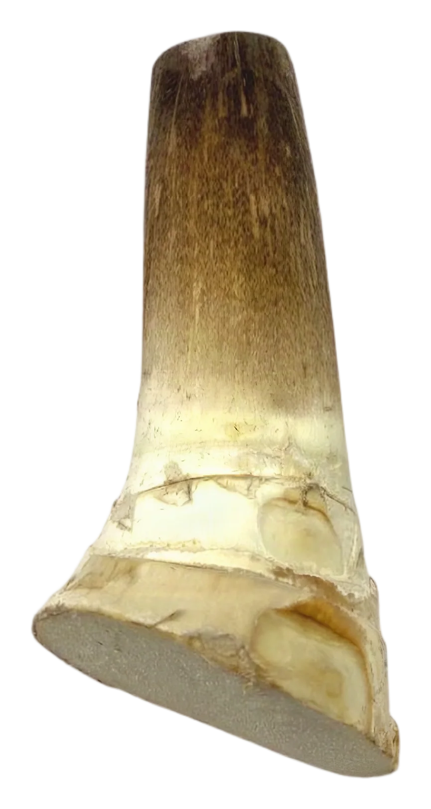 Fresh bamboo whole kg