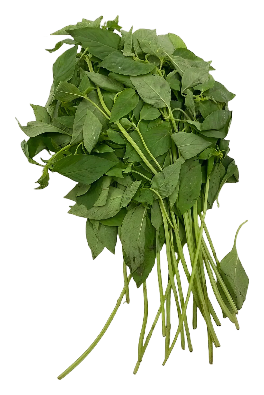 Hairy basil 80g