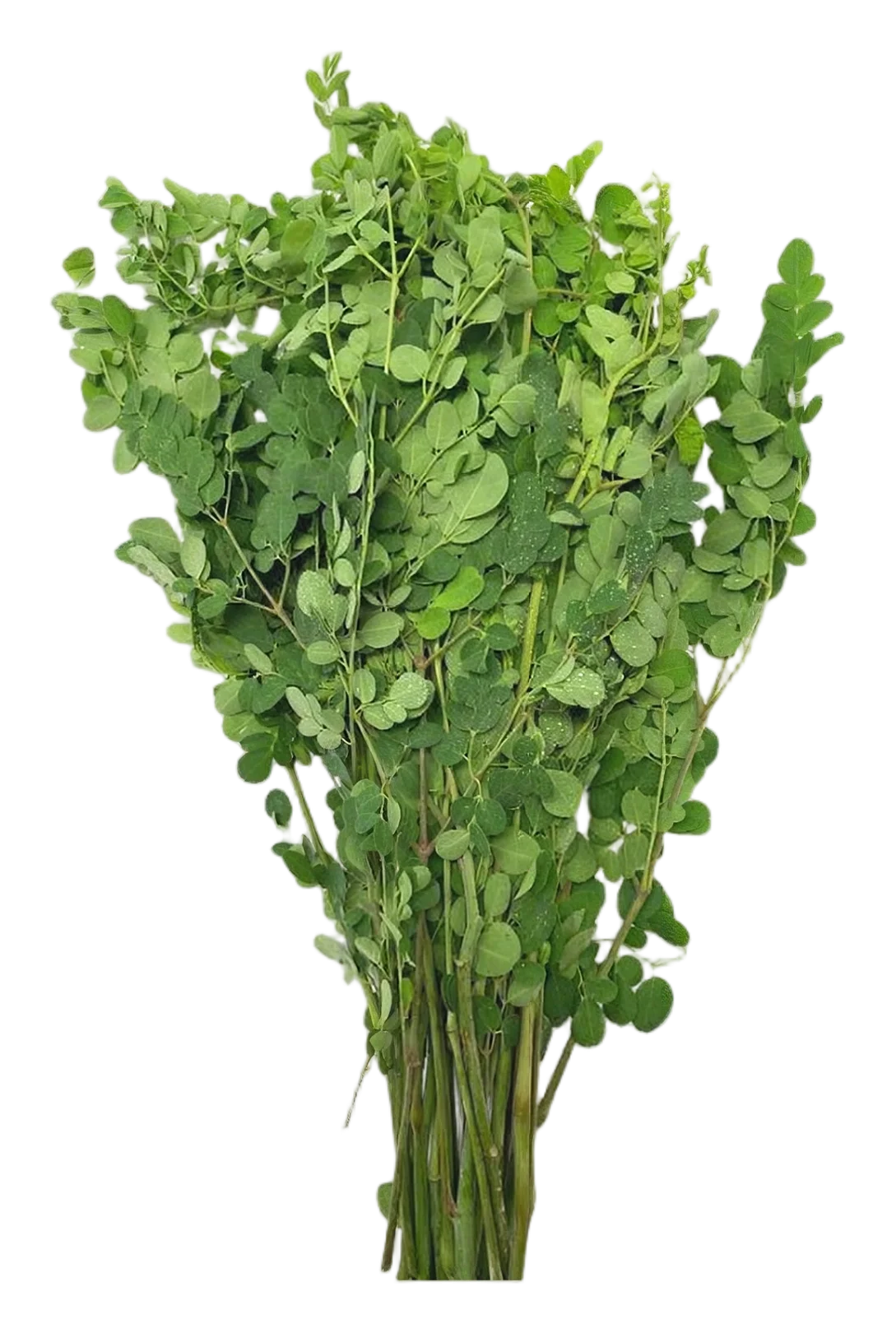 Horse radish shoot 200g