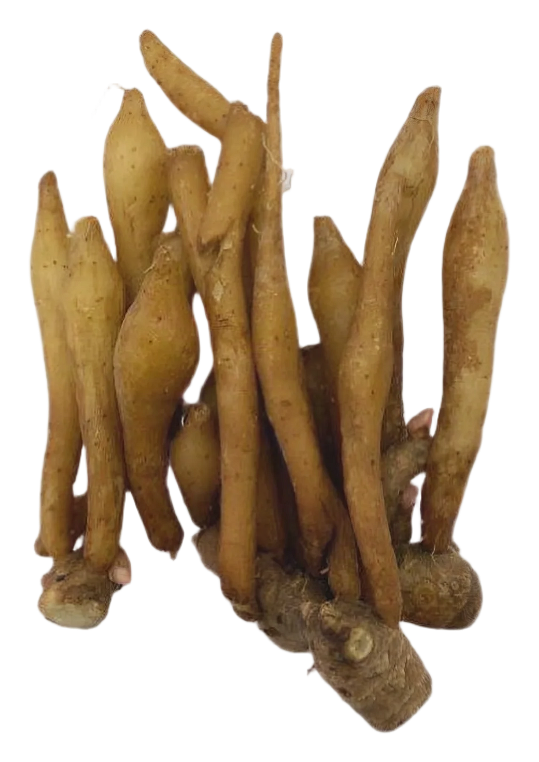 Kaempfer 80g