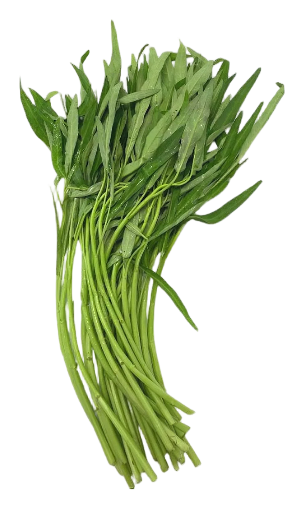 Morning glory 200g
