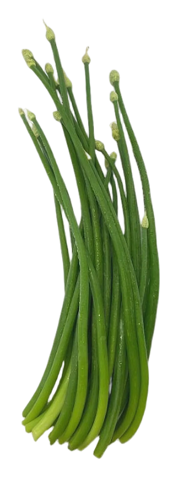 Onion flower 200g