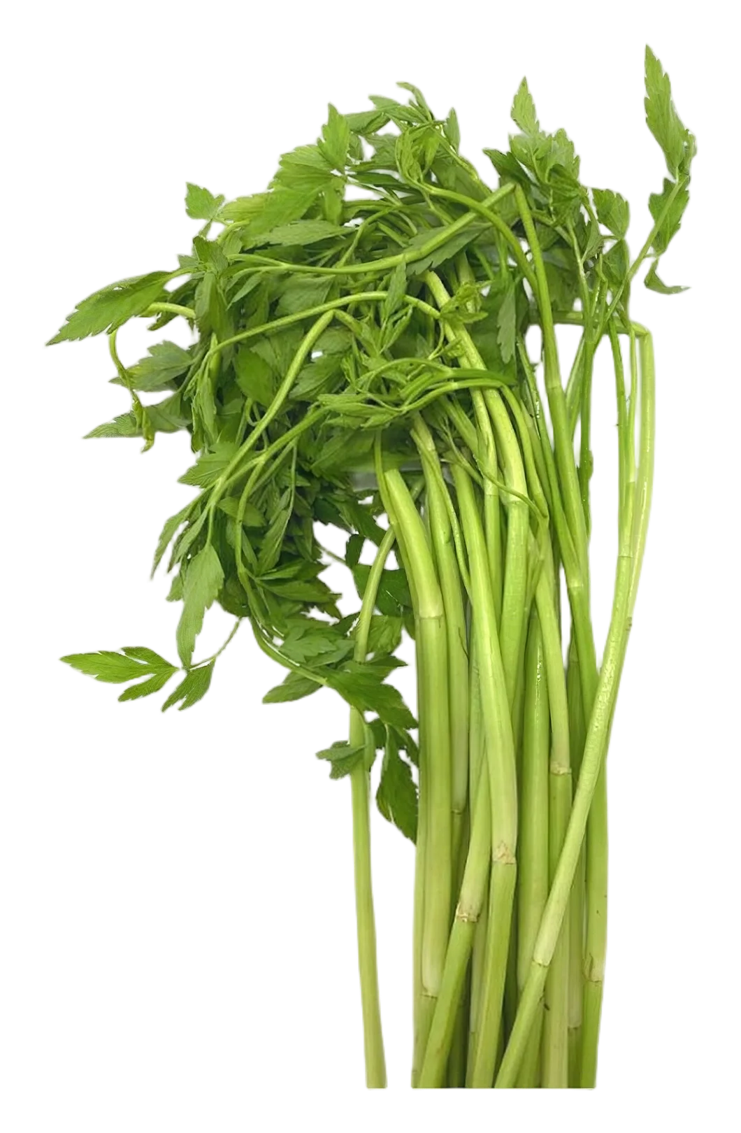 Pak chee lom VN 200g