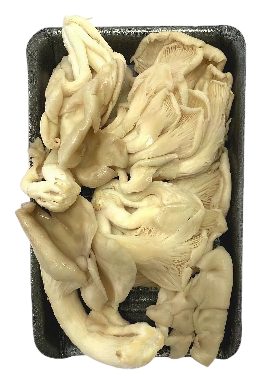 Phoenix mushroom 200g