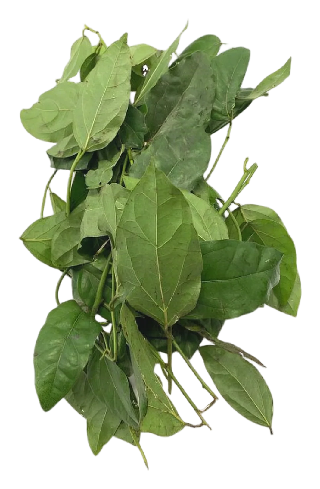 Sack tree leaf 80g