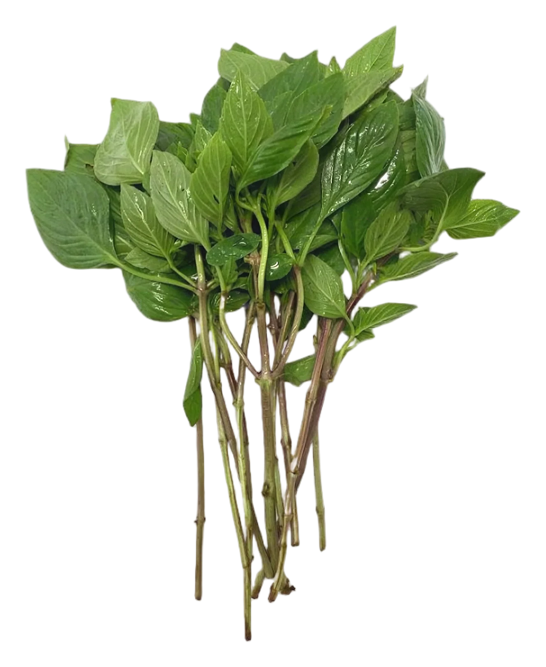Sweet basil 80g
