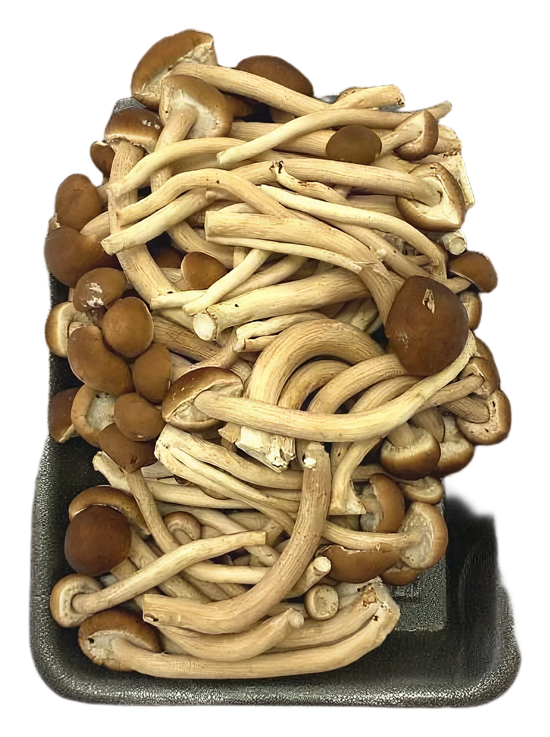 Termitomyces mushroom 200g