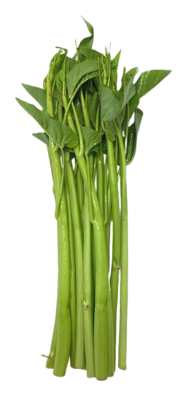 Water convolvulus 200g
