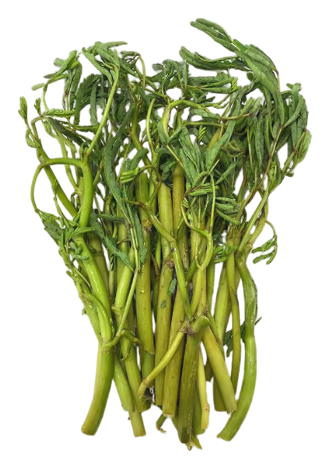 Water mimosa 200g