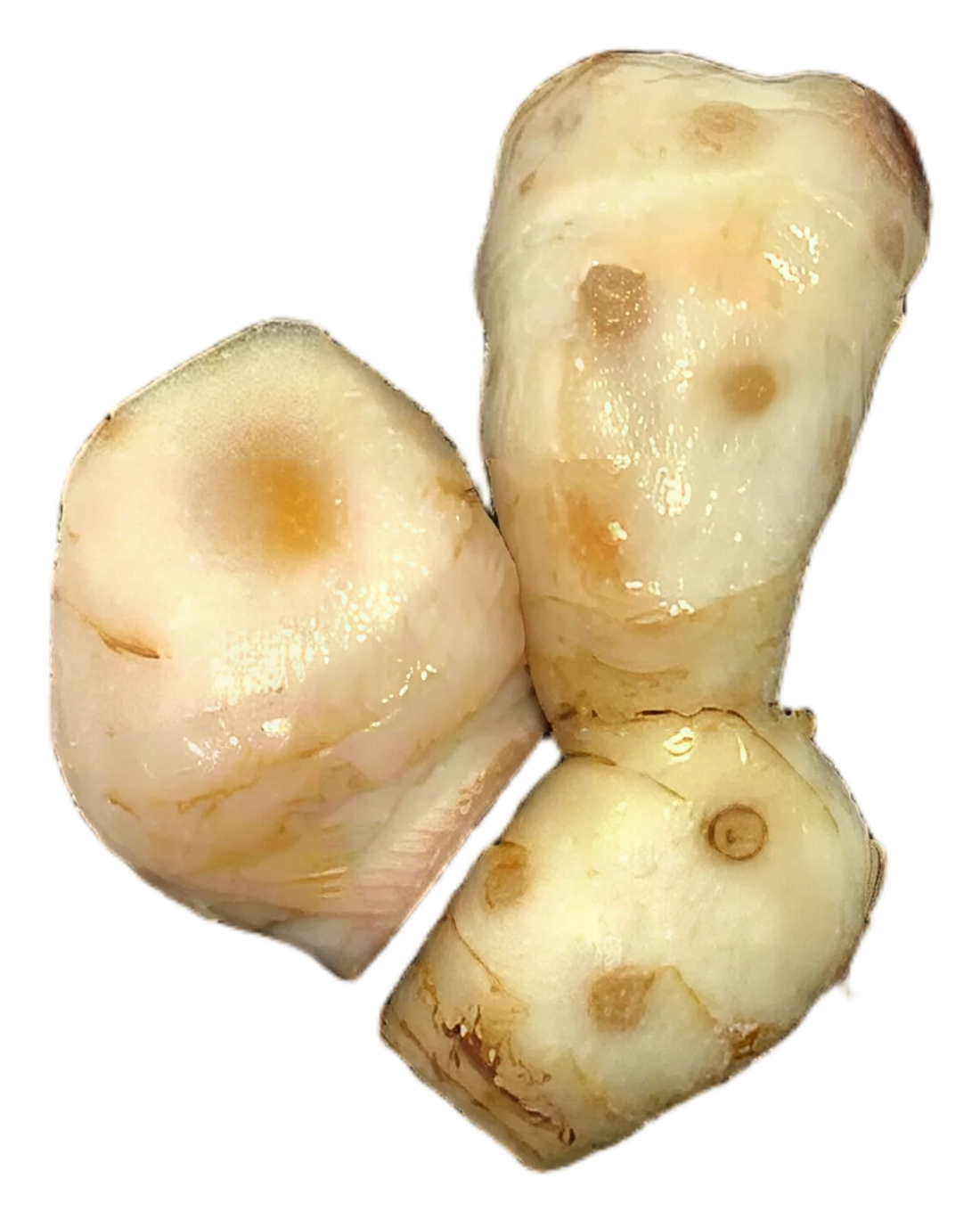 Young galangal 80g