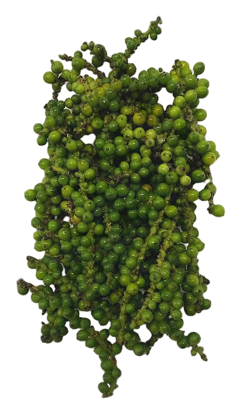 Young green pepper 80g